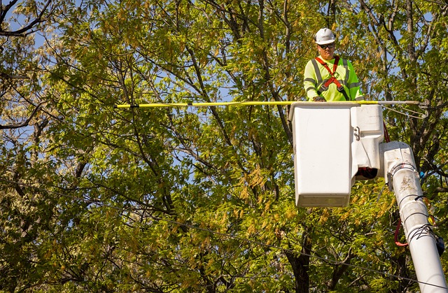 How Arborists and Mobile Phones Shape Urban Green Spaces